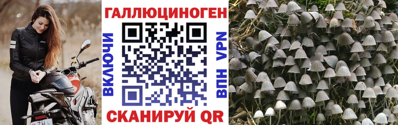 Галлюциногенные грибы Psilocybe  Ульяновск 